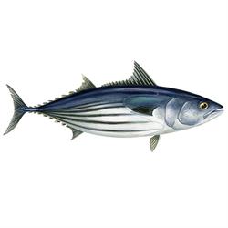 Skipjana tuna illustration Skipjana tuna illustration