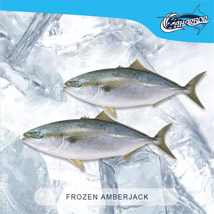 Dondurulmuş Amberjack