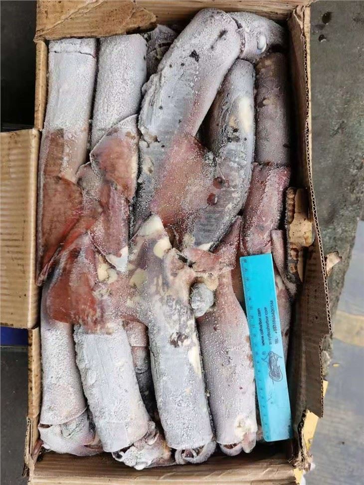 Frozen Indian Ocean Squid 300/500