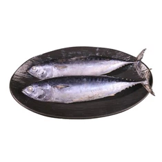 Dondurulmuş Palamut Ton Balığı