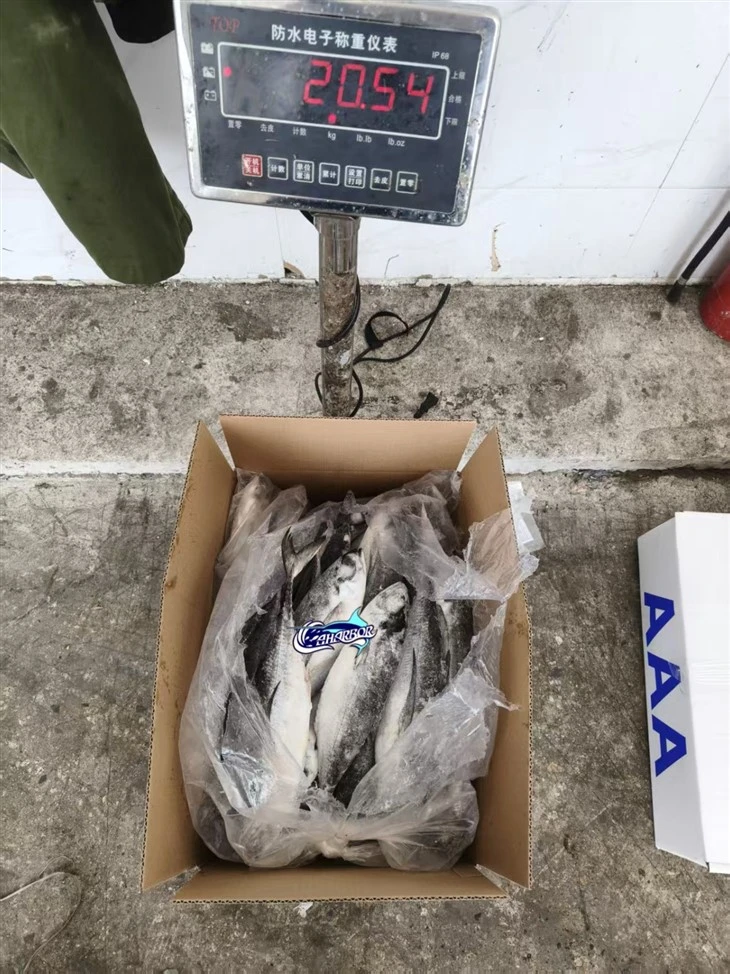 Frozen Cordyla Mackerel